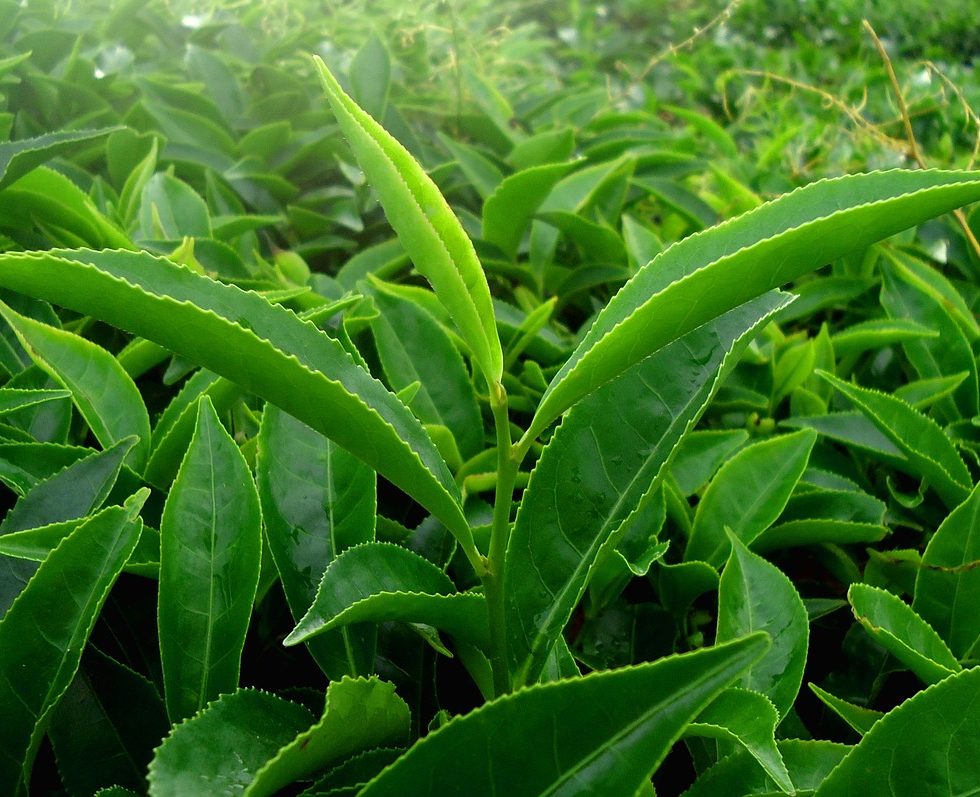 Green Tea Cultivation