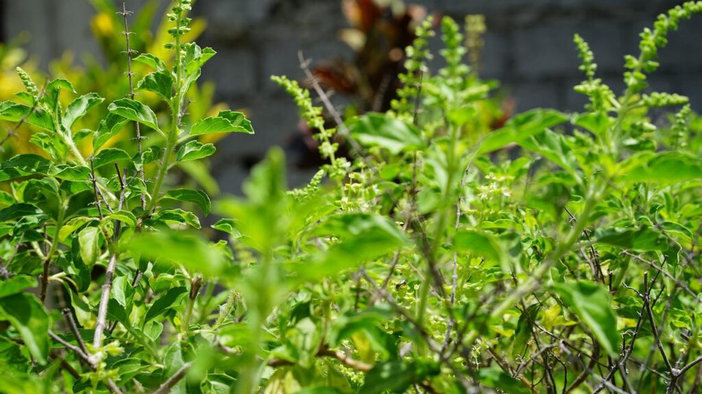 Tulsi Leaves