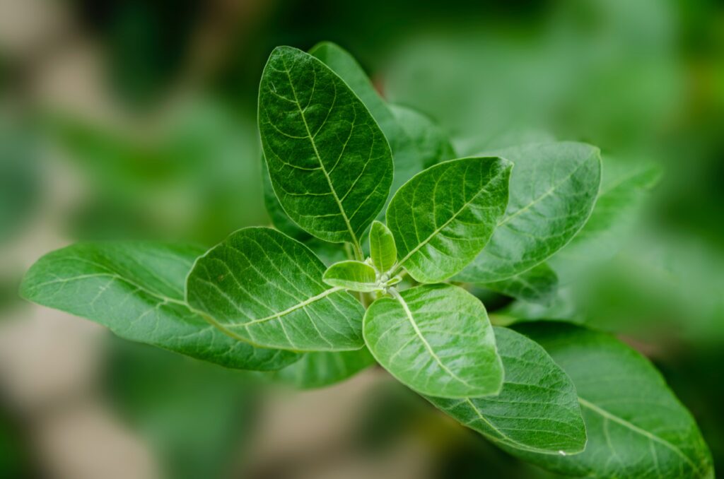 Ashwagandha For Stress And Anxiety Relief